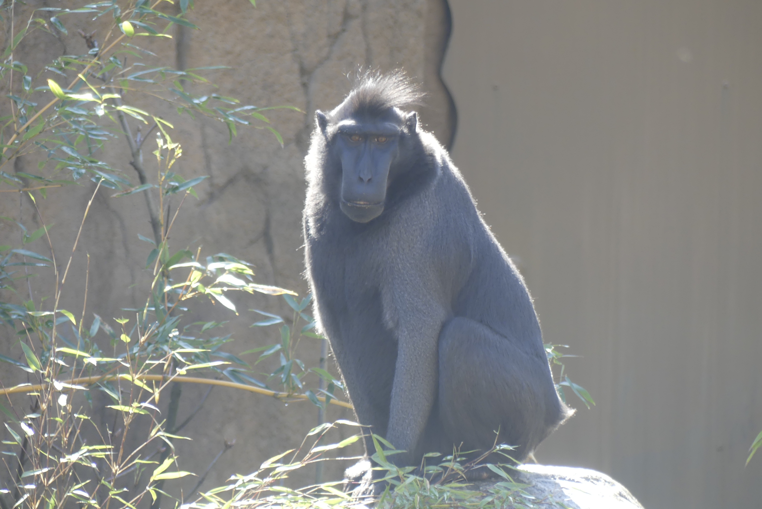 alt-"Südostasien-Inselwelt - Schopfmakake- Aktuelles Tierpark Berlin und Zoo Berlin - Freunde Hauptstadtzoos - Förderverein"