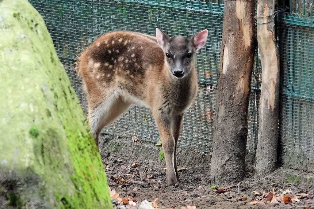 alt-"Prinz-Alfred-Hirsch - Tierpark Berlin und Zoo Berlin"