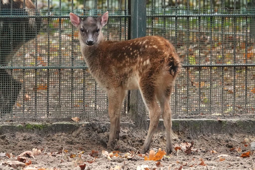alt-"Prinz-Alfred-Hirsch - Tierpark Berlin und Zoo Berlin"