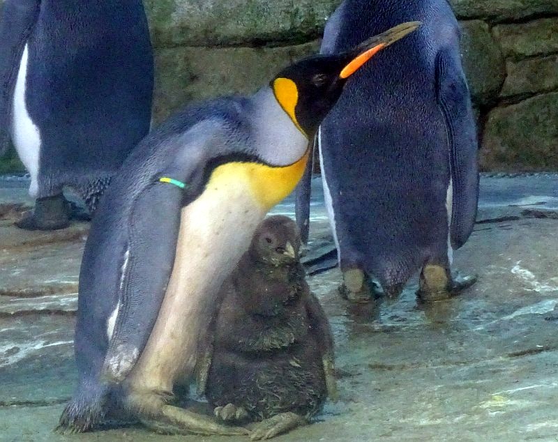 alt-"Königspinguin-Küken - Aktuelles Tierpark Berlin und Zoo Berlin - Freunde Hauptstadtzoos - Förderverein"