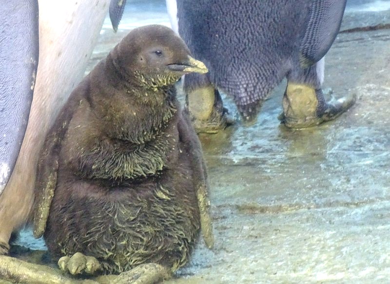 alt-"Königspinguin mit Jungtier - Aktuelles Tierpark Berlin und Zoo Berlin - Freunde Hauptstadtzoos - Förderverein"