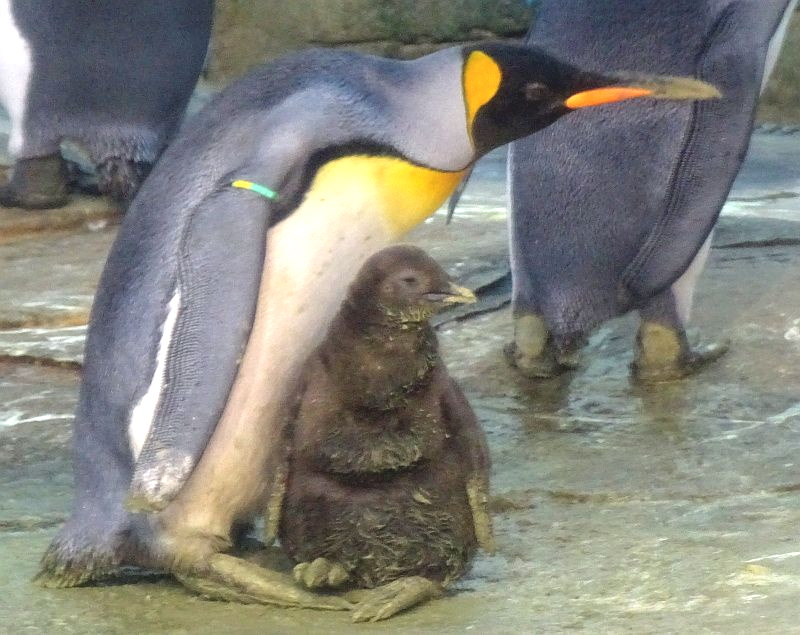 alt-"Königspinguin mit Jungtier - Aktuelles Tierpark Berlin und Zoo Berlin - Freunde Hauptstadtzoos - Förderverein"