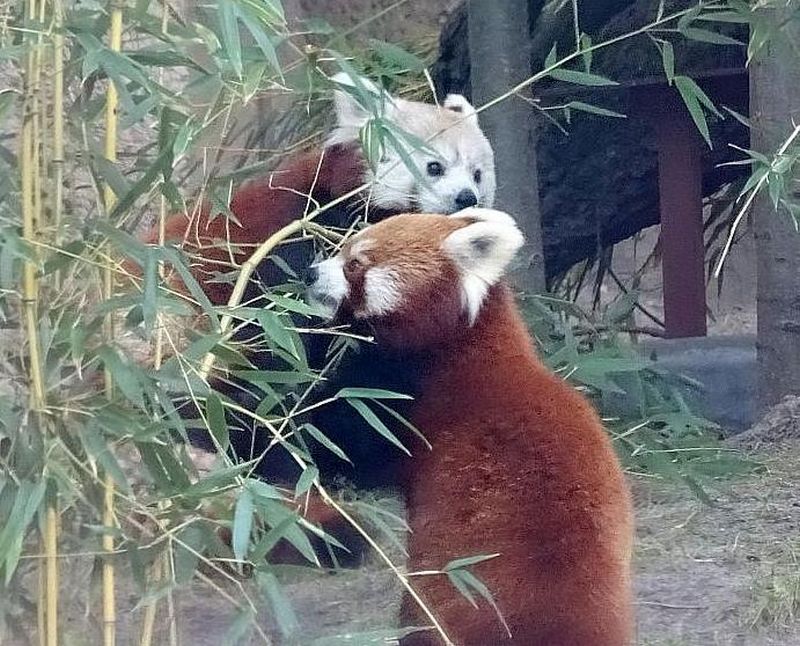 Katzenbär - Roter Panda - Kleiner Panda - Zoo Berlin - Aktuelles - Freunde Hauptstadtzoos
