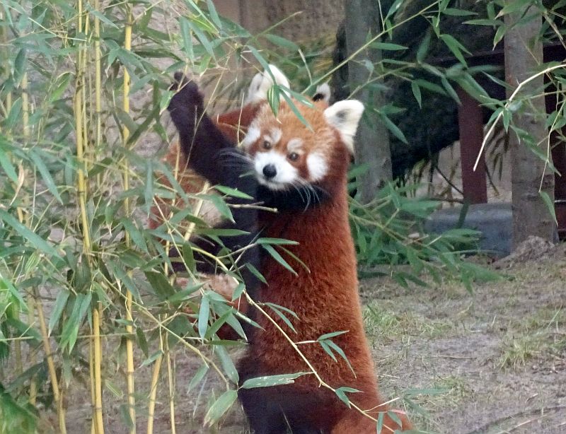 Katzenbär - Roter Panda - Kleiner Panda - Zoo Berlin - Aktuelles - Freunde Hauptstadtzoos