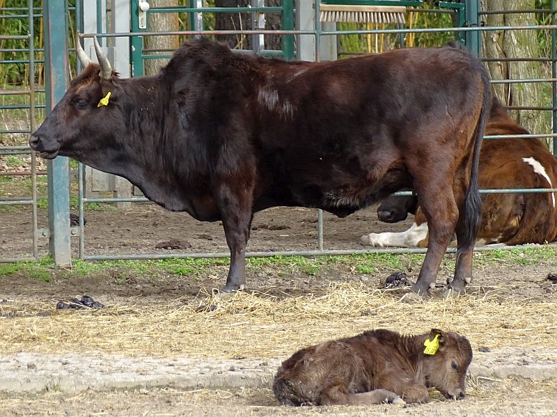 alt-"Kaukasus-Zwergzebu - Aktuelles Tierpark Berlin und Zoo Berlin - Freunde Hauptstadtzoos - Förderverein"