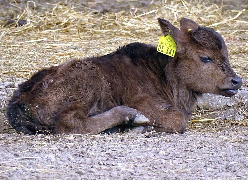 alt-"Kaukasus-Zwergzebu - Aktuelles Tierpark Berlin und Zoo Berlin - Freunde Hauptstadtzoos - Förderverein"
