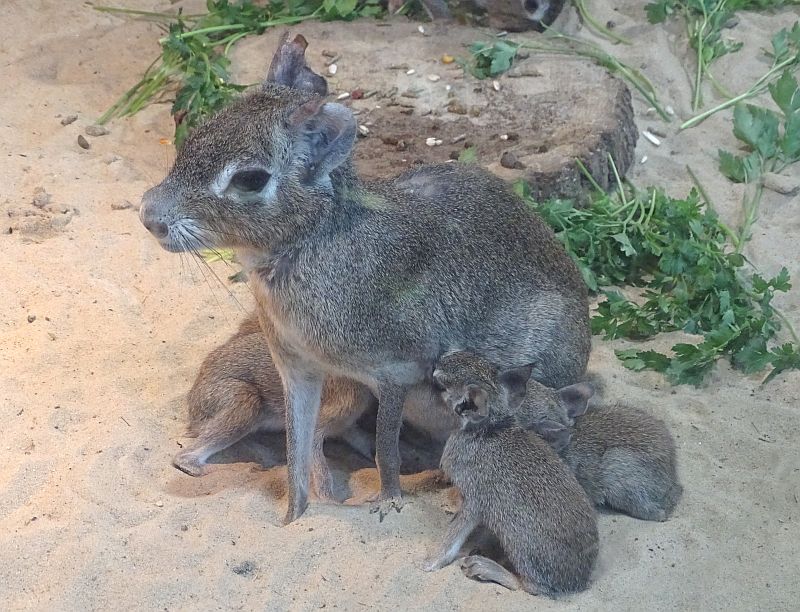 Jungtiere bei den Kleinen Maras im Tierpark Berlin.