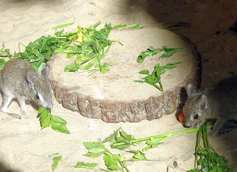 alt-"Kleiner Mara - Kleiner Pampashase - Tierpark Berlin - Aktuelles Tierpark Berlin und Zoo Berlin - Freunde Hauptstadtzoos"