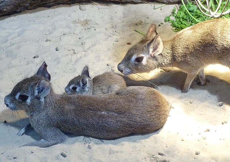Kleiner Mara - Zwergmara - Kleiner Pampashase - im Tierpark Berlin geboren - Freunde Hauptstadtzoos