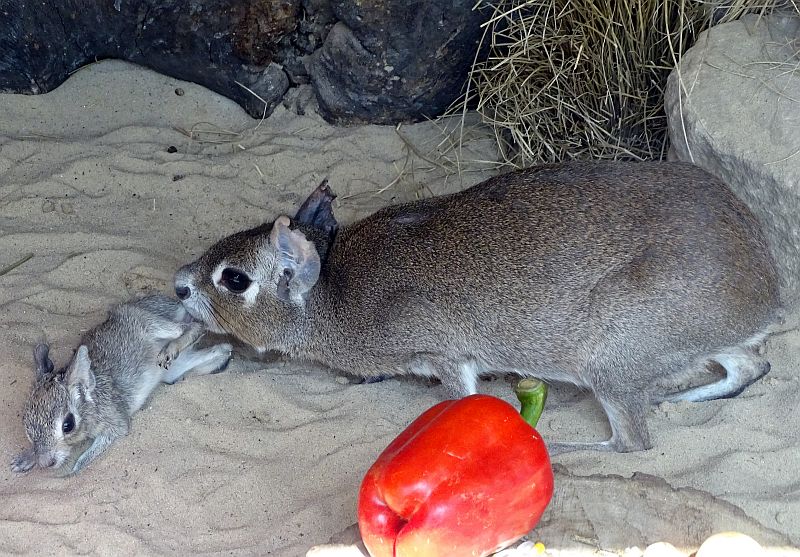 Jungtier bei den Kleinen Maras im Tierpark Berlin.
