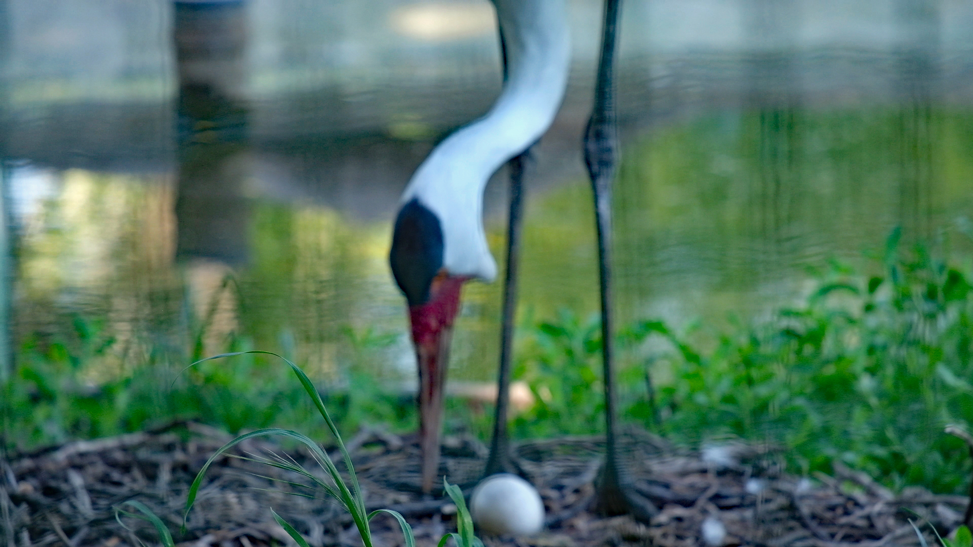 alt-"Klunkerkranich - Aktuelles Tierpark Berlin und Zoo Berlin - Freunde Hauptstadtzoos - Förderverein"