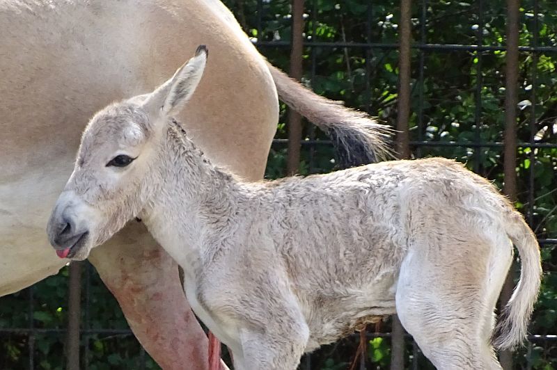 Kulan-Fohlen im Tierpark Berlin.