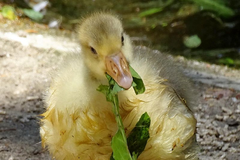 Bedrohte Haustierrasse: Leinegans im Tierpark Berlin - Artenschutz - Freunde Hauptstadtzoos - Helfen