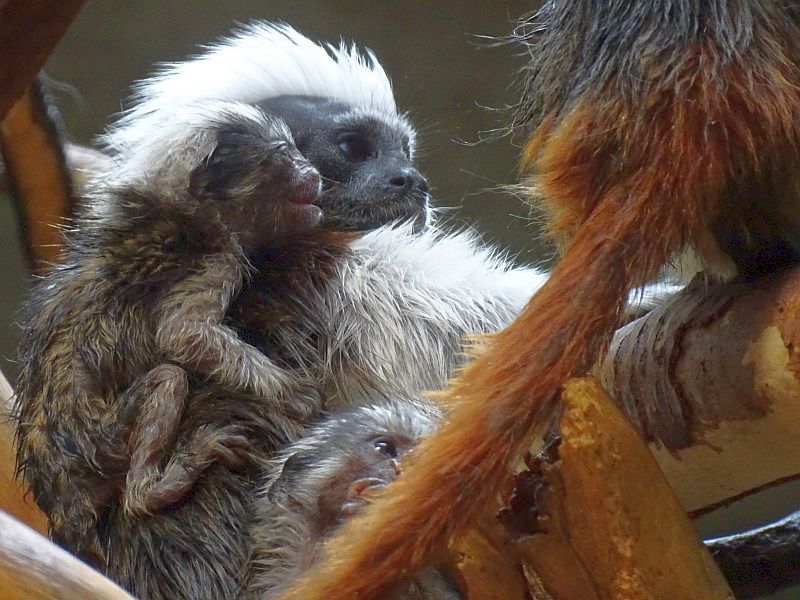 Lisztäffchen - Aktuelles Tierpark Berlin und Zoo Berlin - Freunde Hauptstadtzoos - Förderverein