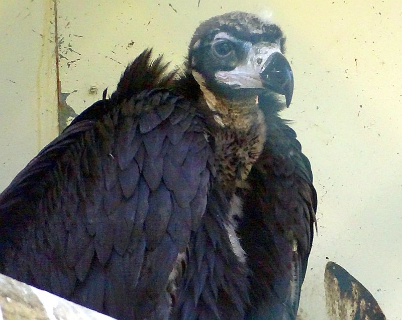 Jungvogel bei den Mönchsgeiern im Tierpark Berlin