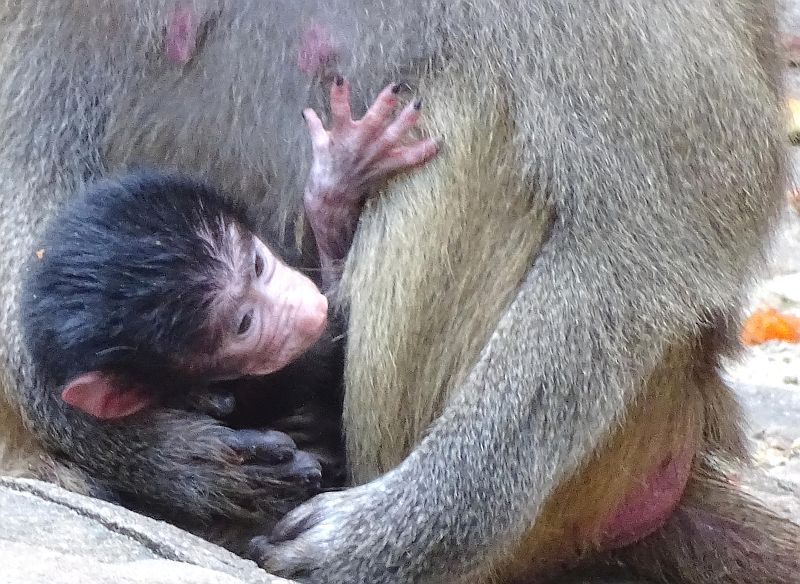 Jungtier bei den Mantelpavianen im Zoo Berlin - Aktuelles aus Tierpark Berlin und Zoo Berlin - Freunde Hauptstadtzoos