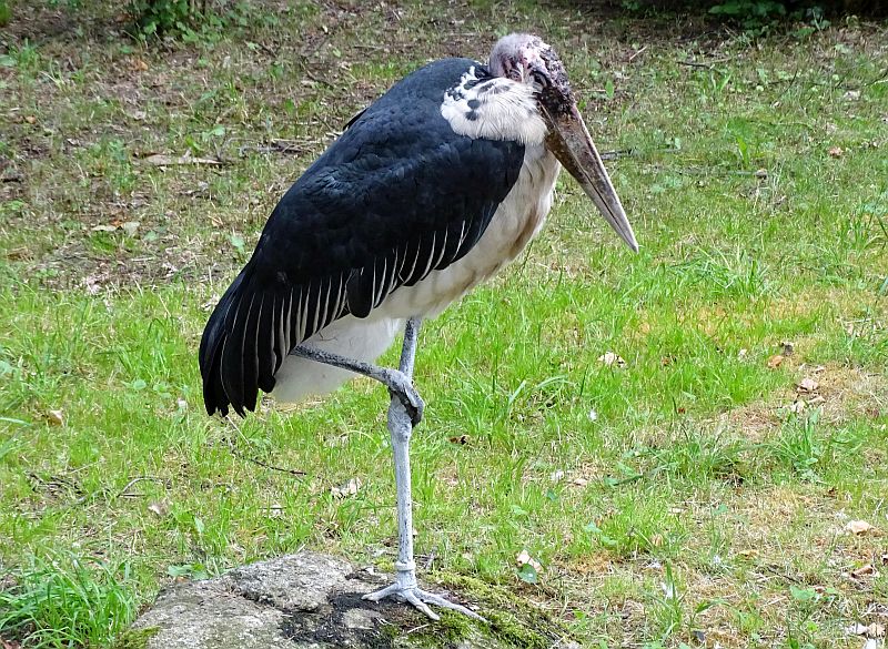 Marabus aus dem Tierpark Berlin in den Zoo Berlin gezogen - Freunde Hauptstadtzoos - Helfen