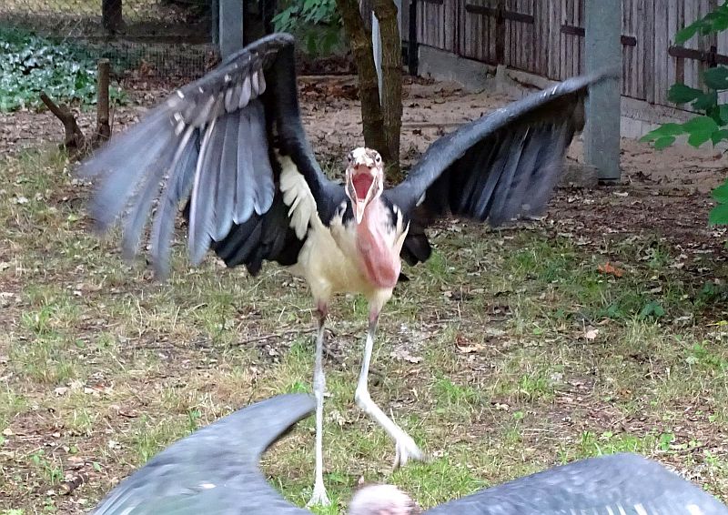 Marabus aus dem Tierpark Berlin in den Zoo Berlin gezogen - Freunde Hauptstadtzoos - Helfen