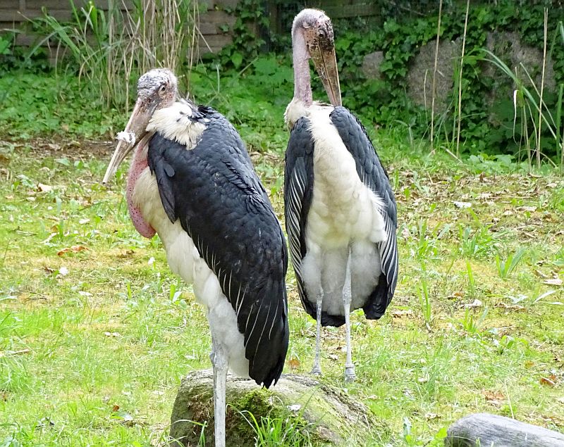 Marabus aus dem Tierpark Berlin in den Zoo Berlin gezogen - Freunde Hauptstadtzoos - Helfen