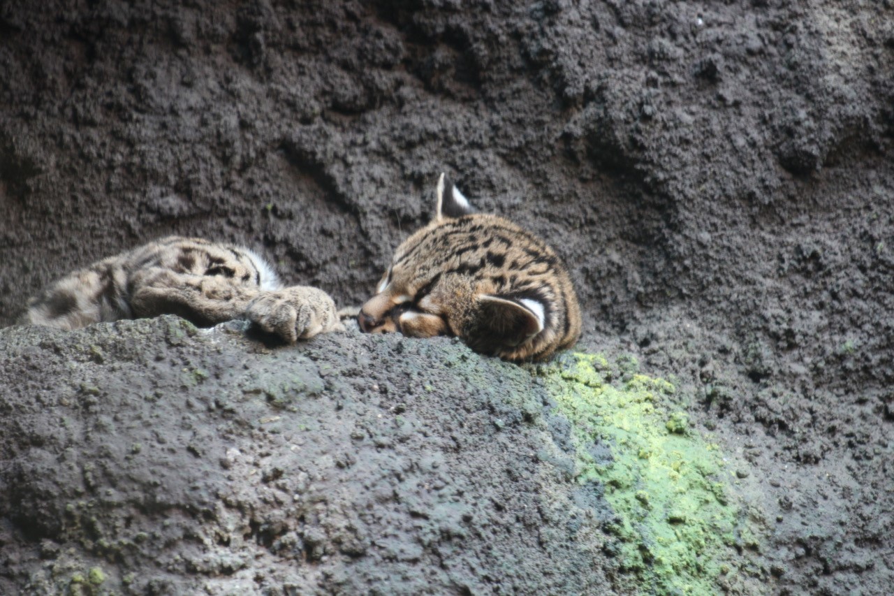 Magay - Oncilla - Kleinkatzen - Zoo Berlin - Aktuelles - Freunde Hauptstadtzoos - Förderverein