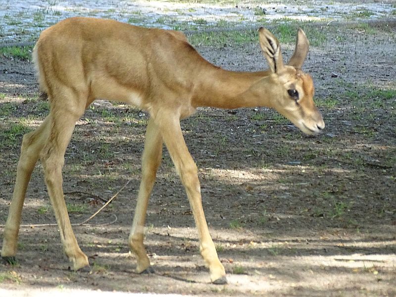 Jungtier bei den Mhorrgazellen im Tierpark Berlin