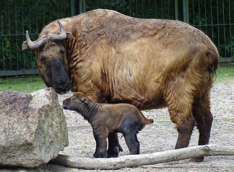 Mishmi-Takin - Tierpark Berlin - Aktuelles Tierpark Berlin und Zoo Berlin - Freunde Hauptstadtzoos