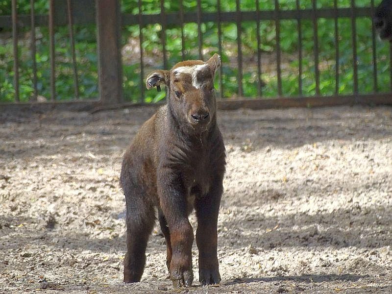 Mishmi-Takin - Tierpark Berlin - Aktuelles Tierpark Berlin und Zoo Berlin - Freunde Hauptstadtzoos