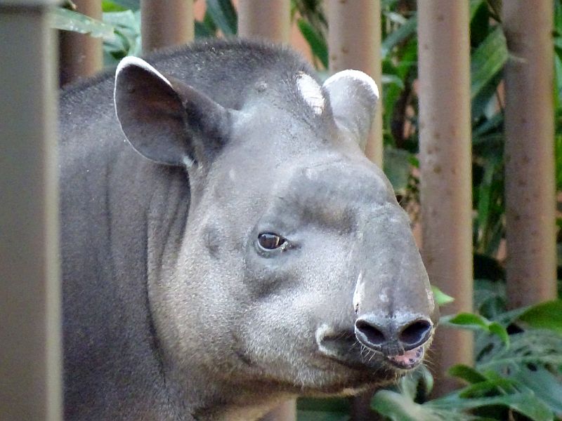 Nashorn-Pagode - Aktuelles Tierpark Berlin und Zoo Berlin - Freunde Hauptstadtzoos - Förderverein
