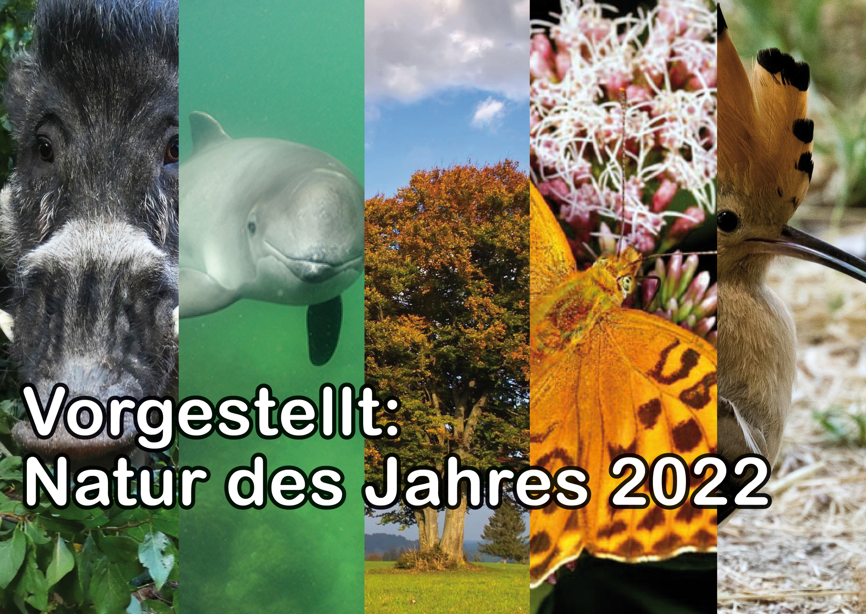 Natur des Jahres 2022 - Tier des Jahres 2022 - Pflanze des Jahres 2022 - Freunde Hauptstadtzoos