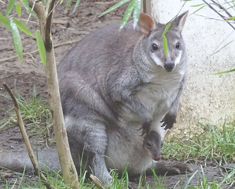Neuguinea-Filander mit Nachwuchs im Tierpark Berlin - Freunde Hauptstadtzoos