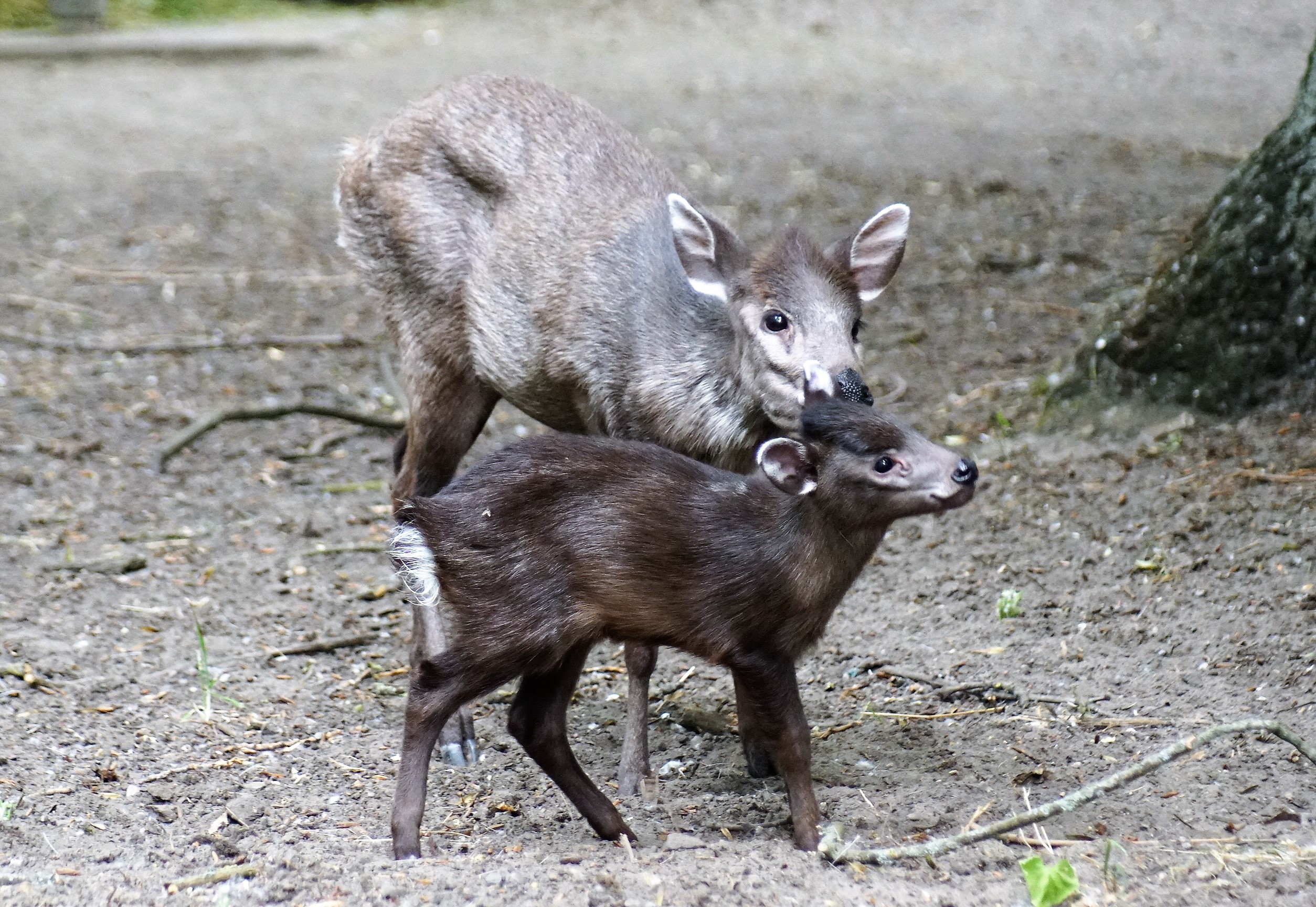 Ostchinesische Schopfhirsche im Tierpark Berlin geboren - Freunde Hauptstadtzoos - Helfen