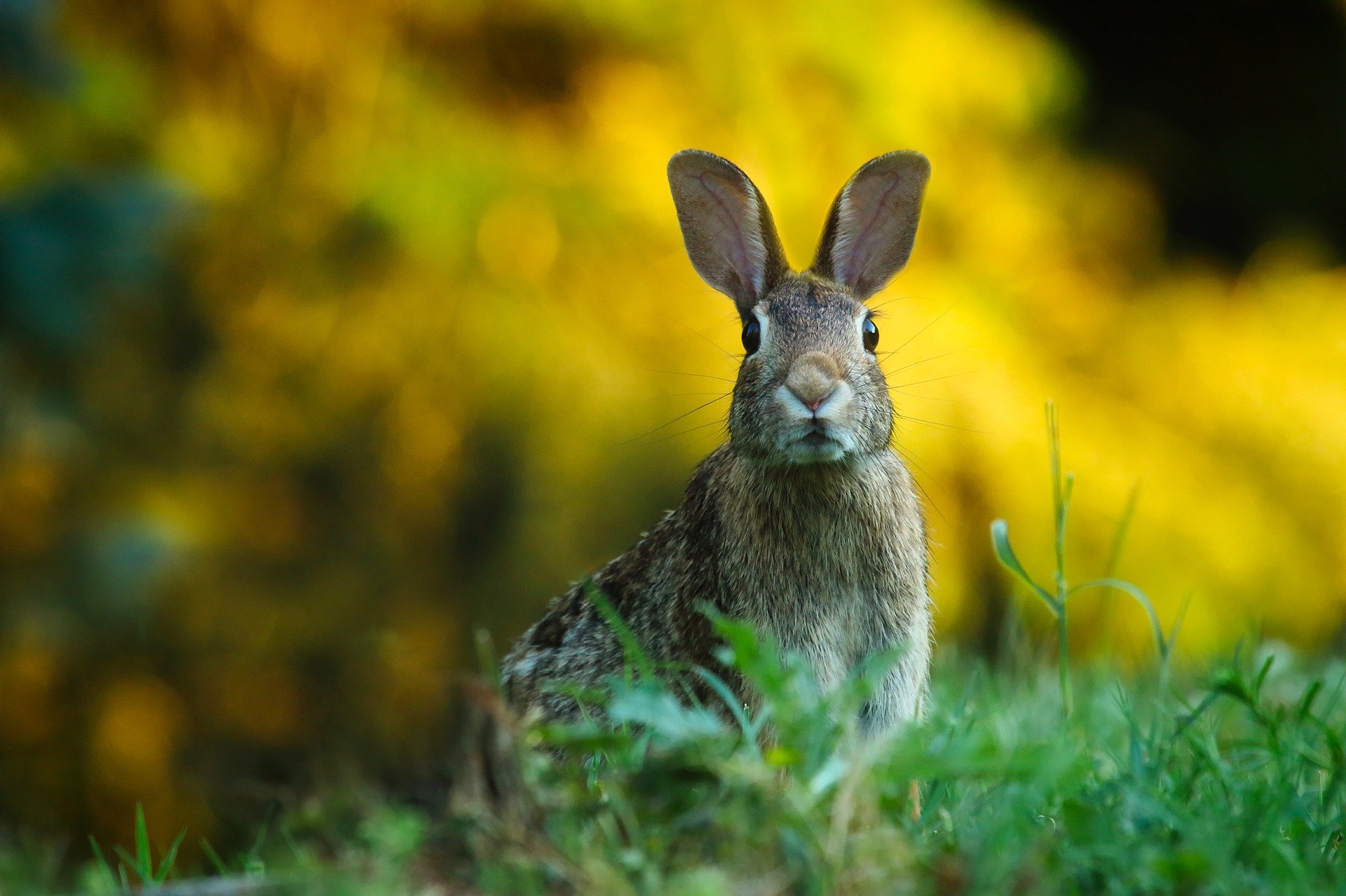 Ostern Tiere - Aktuelles - Tierpark Berlin und Zoo Berlin - Freunde Hauptstadtzoos