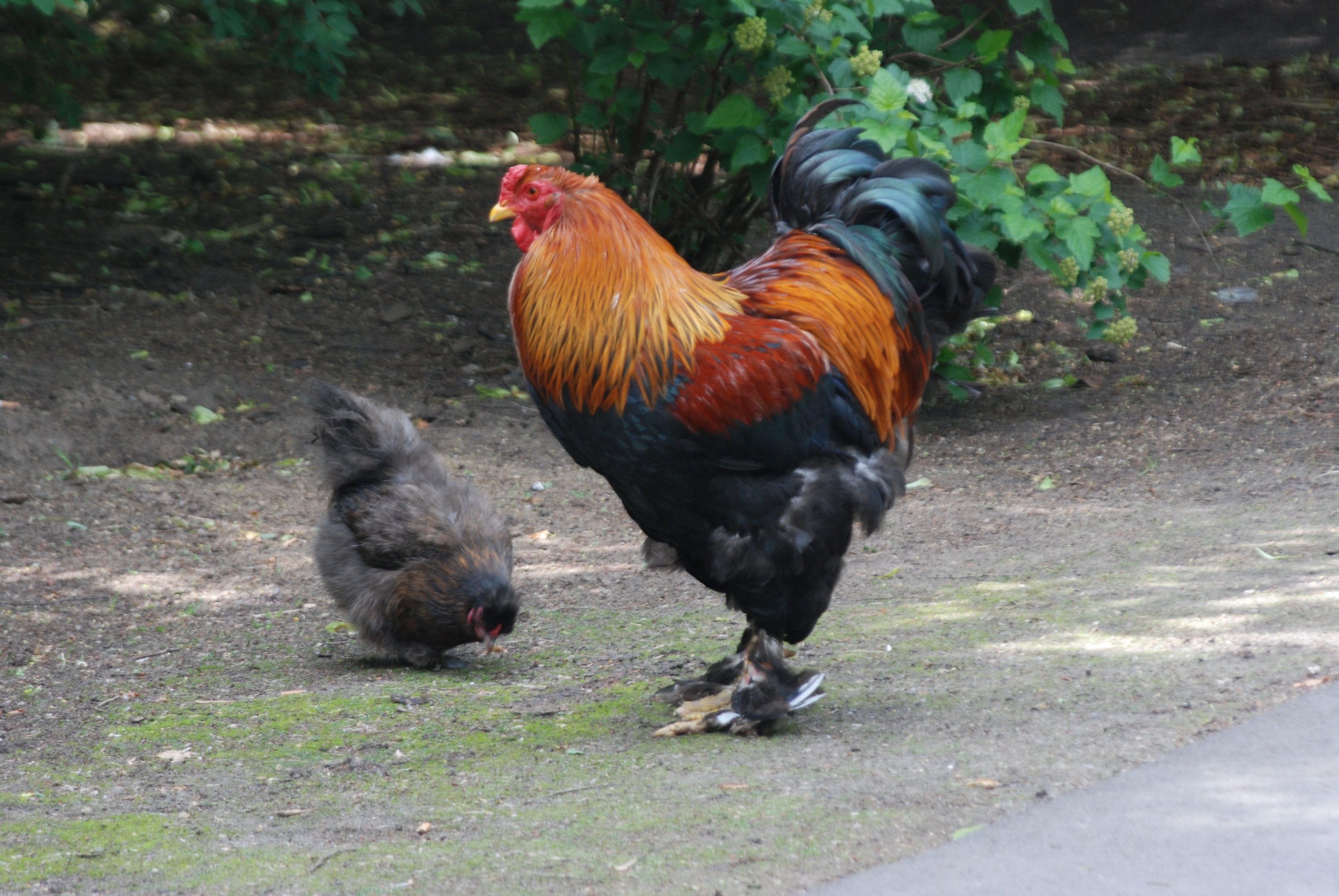 Ostern Tiere - Aktuelles - Tierpark Berlin und Zoo Berlin - Freunde Hauptstadtzoos