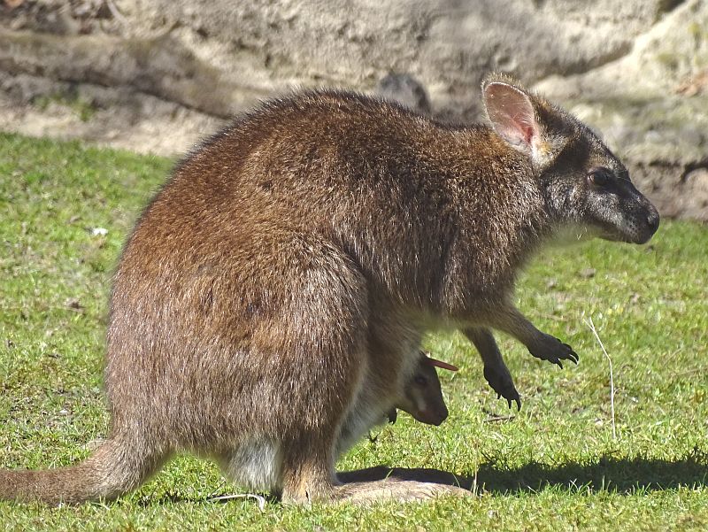 Parmakänguru - Aktuelles Tierpark Berlin und Zoo Berlin - Freunde Hauptstadtzoos - Förderverein