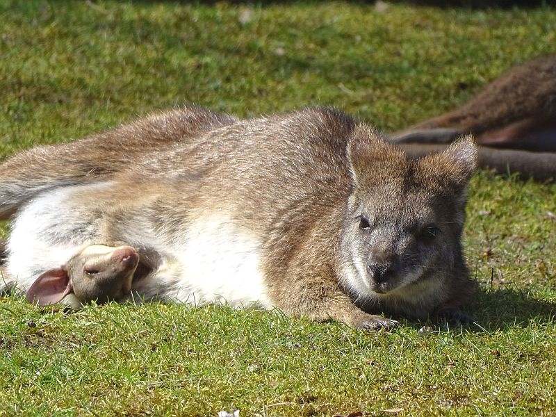 Parmakänguru - Aktuelles Tierpark Berlin und Zoo Berlin - Freunde Hauptstadtzoos - Förderverein