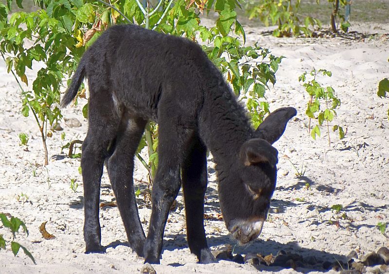 Jungtier bei den Poitou-Eseln im Tierpark Berlin.