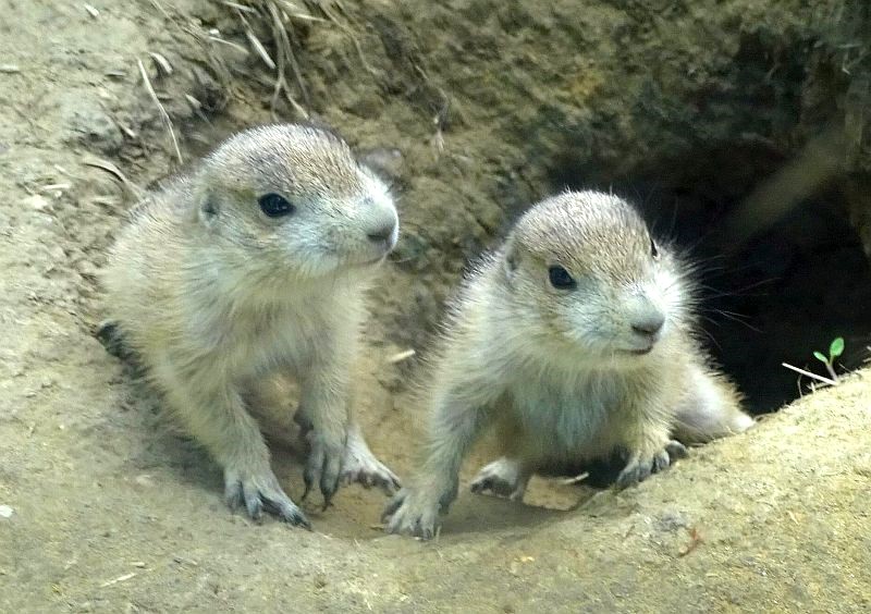 Jungtiere bei den Präriehunden im Tierpark Berlin.