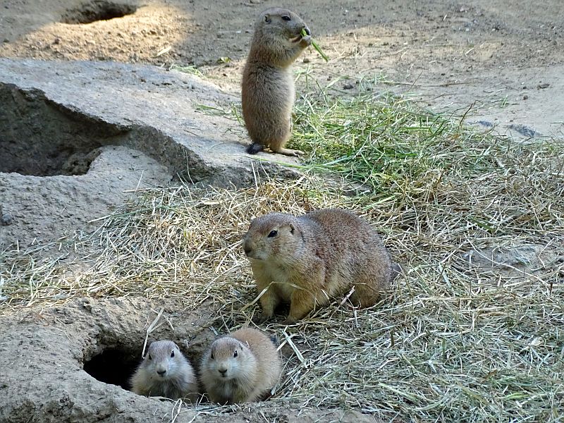 Nachwuchs bei den Präriehunden im Tierpark Berlin - Freunde Hauptstadtzoos