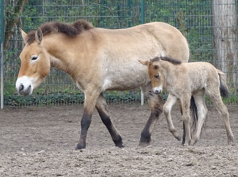 Przewalskipferd -  Tierpark Berlin - Aktuelles Tierpark Berlin und Zoo Berlin - Freunde Hauptstadtzoos