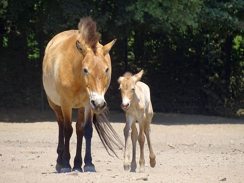 Przewalskipferd -  Tierpark Berlin - Aktuelles Tierpark Berlin und Zoo Berlin - Freunde Hauptstadtzoos