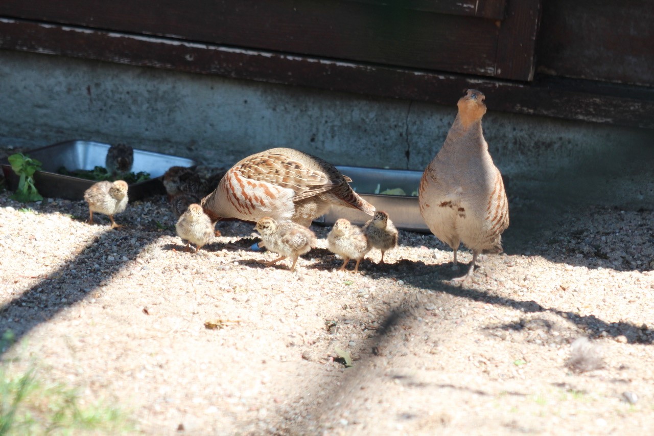 Rebhühner - Zoo Berlin - Aktuelles - Freunde Hauptstadtzoos - Förderverein