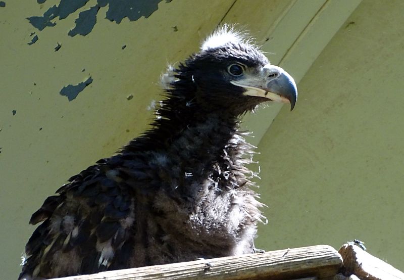 Junger Riesenseeadler im Tierpark Berlin.
