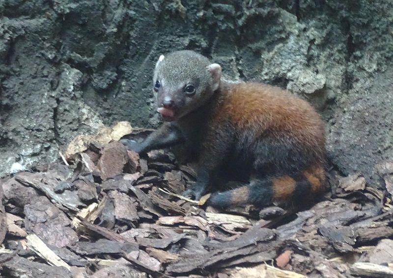 Ringelschwanzmungo - Aktuelles Tierpark Berlin und Zoo Berlin - Freunde Hauptstadtzoos - Förderverein