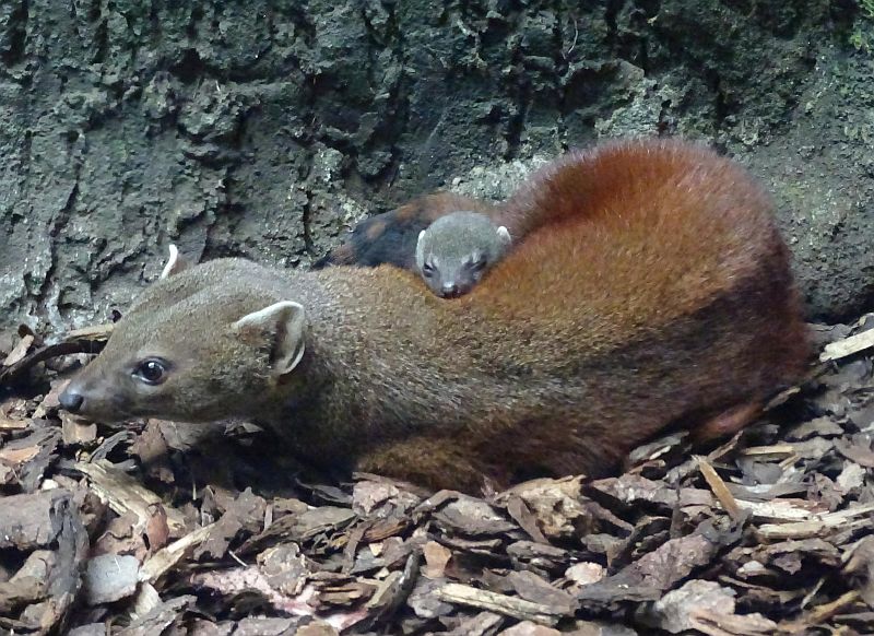 Jungtier bei den Ringelschwanzmungos im Zoo Berlin freunde