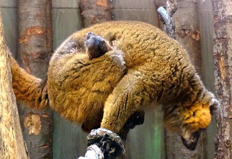 alt-"Rotbauchmaki - Aktuelles Tierpark Berlin und Zoo Berlin - Freunde Hauptstadtzoos - Förderverein"