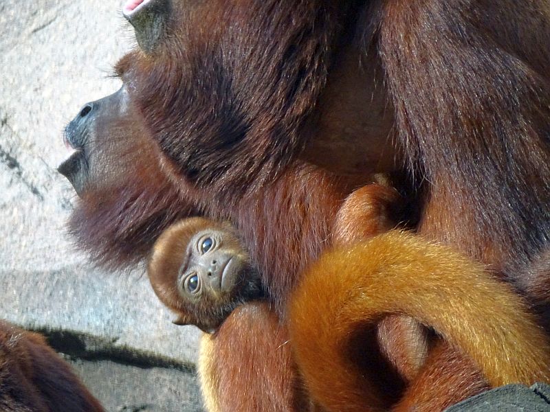 Roter Brüllaffe mit Jungtier im Tierpark Berlin