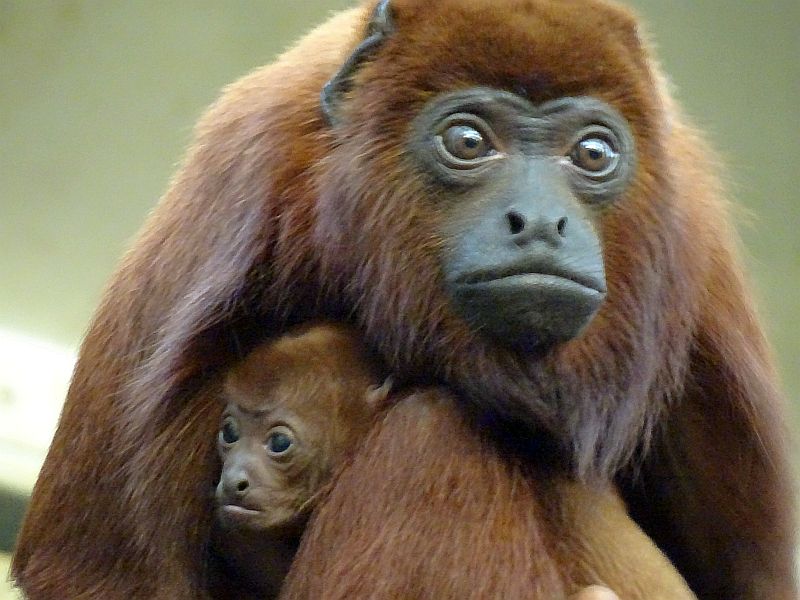 alt-"Roter Brüllaffe - Tierpark Berlin - Aktuelles Tierpark Berlin und Zoo Berlin - Freunde Hauptstadtzoos"