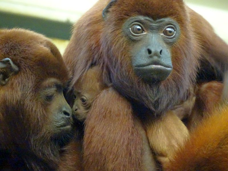alt-"Roter Brüllaffe - Tierpark Berlin - Aktuelles Tierpark Berlin und Zoo Berlin - Freunde Hauptstadtzoos"