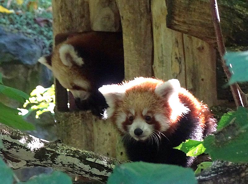 Zwei Jungtiere bei den Roten Pandas im Tierpark Berlin.