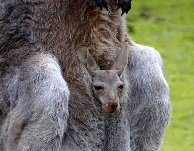 Jungtier bei den Roten Riesenkängurus schaut aus dem Beutel im Zoo Berlin